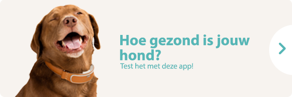 Hoe gezond is jouw hond?